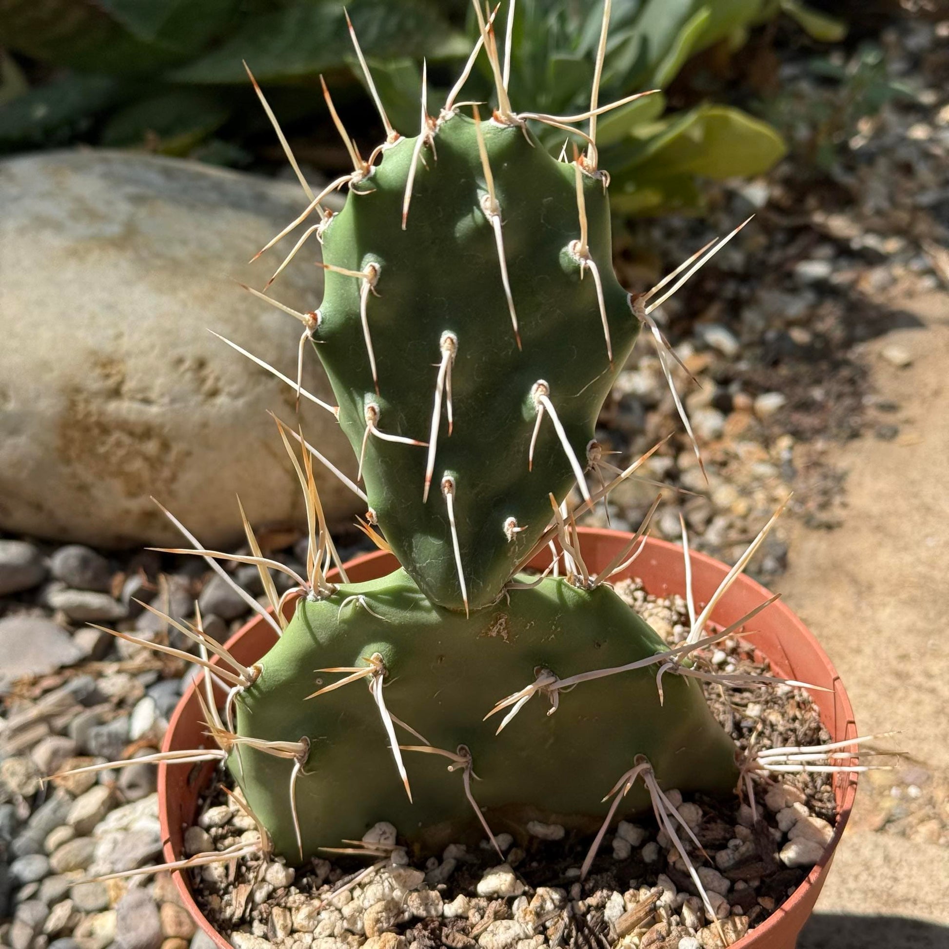 Opuntia sulphurea - 6 Inch Assorted - Cactus - DesertScapeSucculent