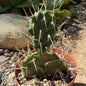 Opuntia sulphurea - 6 Inch Assorted - Cactus - DesertScapeSucculent