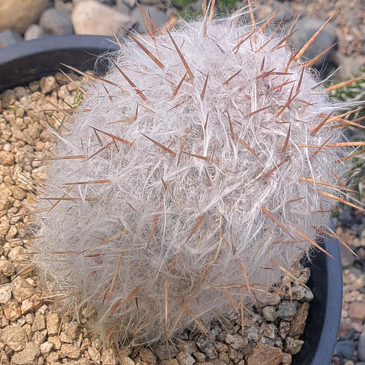 DesertScapeSucculent Cactus Oreocereus celsianus 'Old Man of the Andes Cactus'