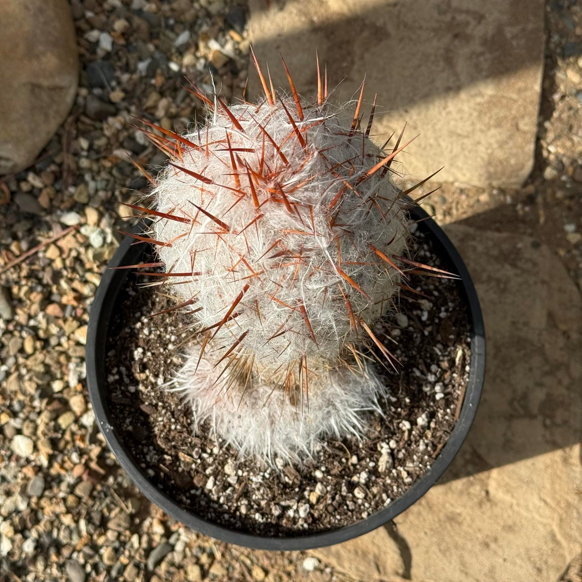 Oreocereus celsianus 'Old Man of the Andes Cactus' - 3 gal Assorted - Cactus - DesertScapeSucculent