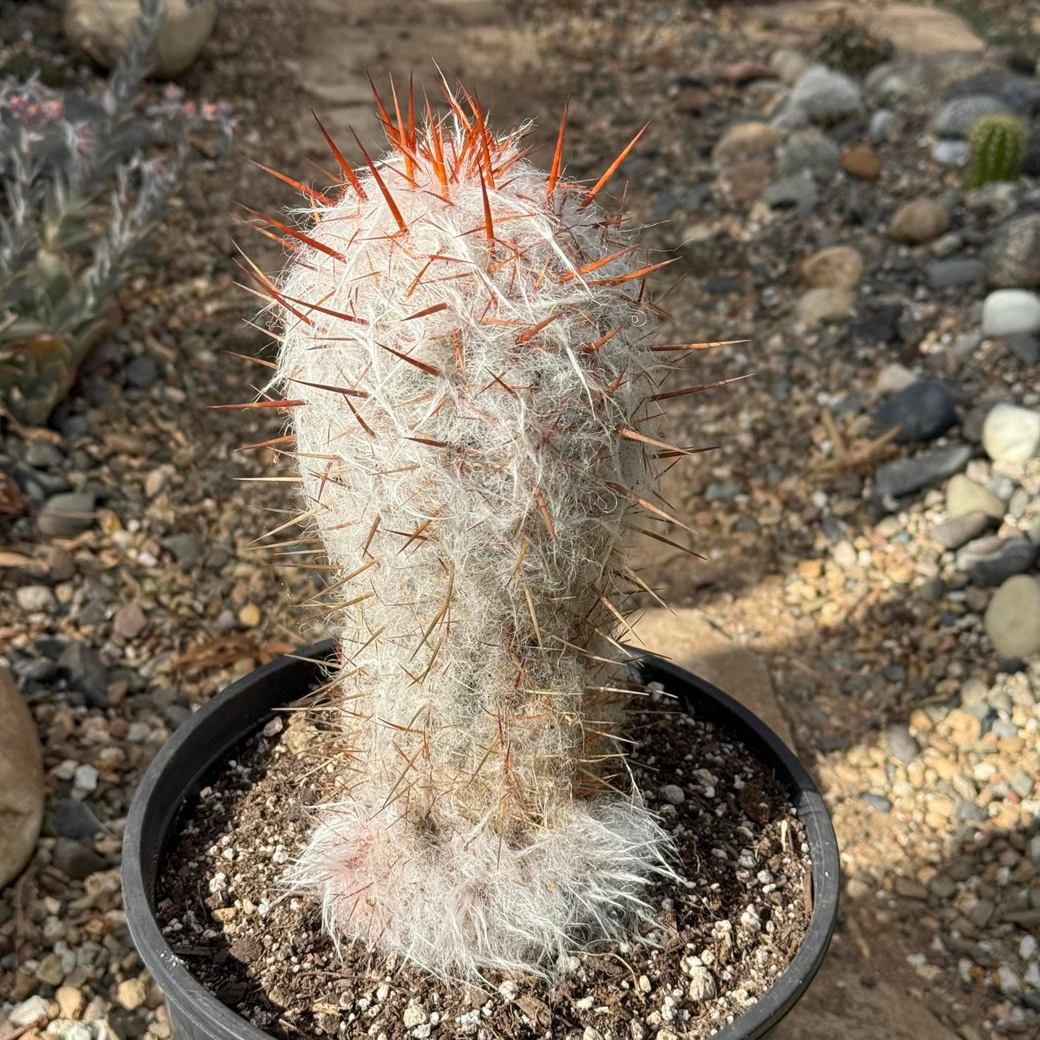 Oreocereus celsianus 'Old Man of the Andes Cactus' - 3 gal Assorted - Cactus - DesertScapeSucculent