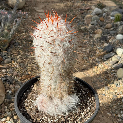 Oreocereus celsianus 'Old Man of the Andes Cactus' - 3 gal Assorted - Cactus - DesertScapeSucculent
