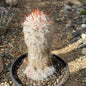 Oreocereus celsianus 'Old Man of the Andes Cactus' - 3 gal Assorted - Cactus - DesertScapeSucculent