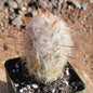 Oreocereus celsianus 'Old Man of the Andes Cactus' - 4 Inch Assorted - Cactus - DesertScapeSucculent