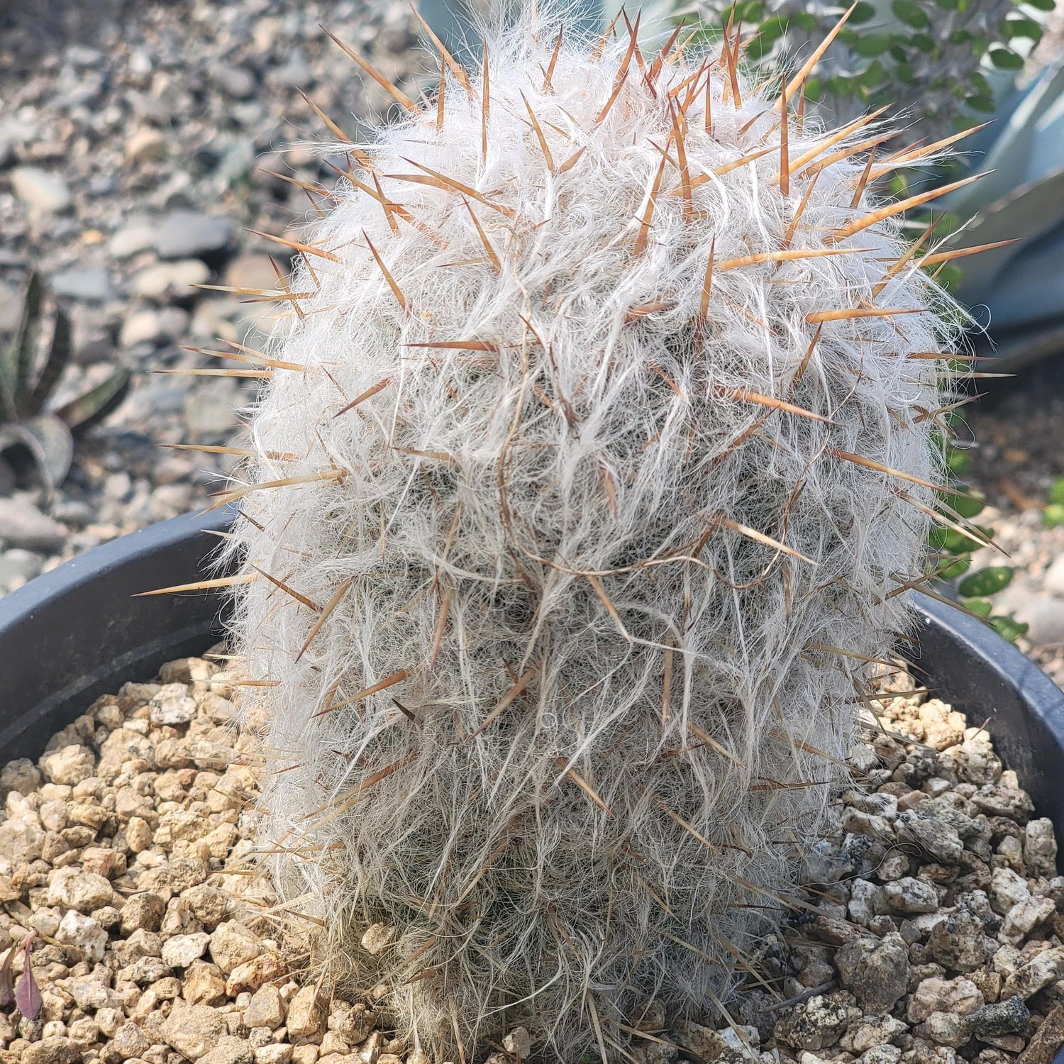 DesertScapeSucculent Cactus 10"/ 5 Gal Oreocereus celsianus 'Old Man of the Andes Cactus'