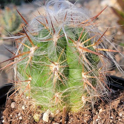 DesertScapeSucculent Cactus 6" Assorted Oreocereus celsianus 'Old Man of the Andes Cactus'