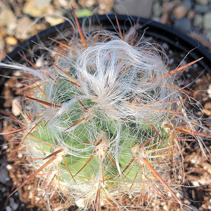 DesertScapeSucculent Cactus 6" Assorted Oreocereus celsianus 'Old Man of the Andes Cactus'