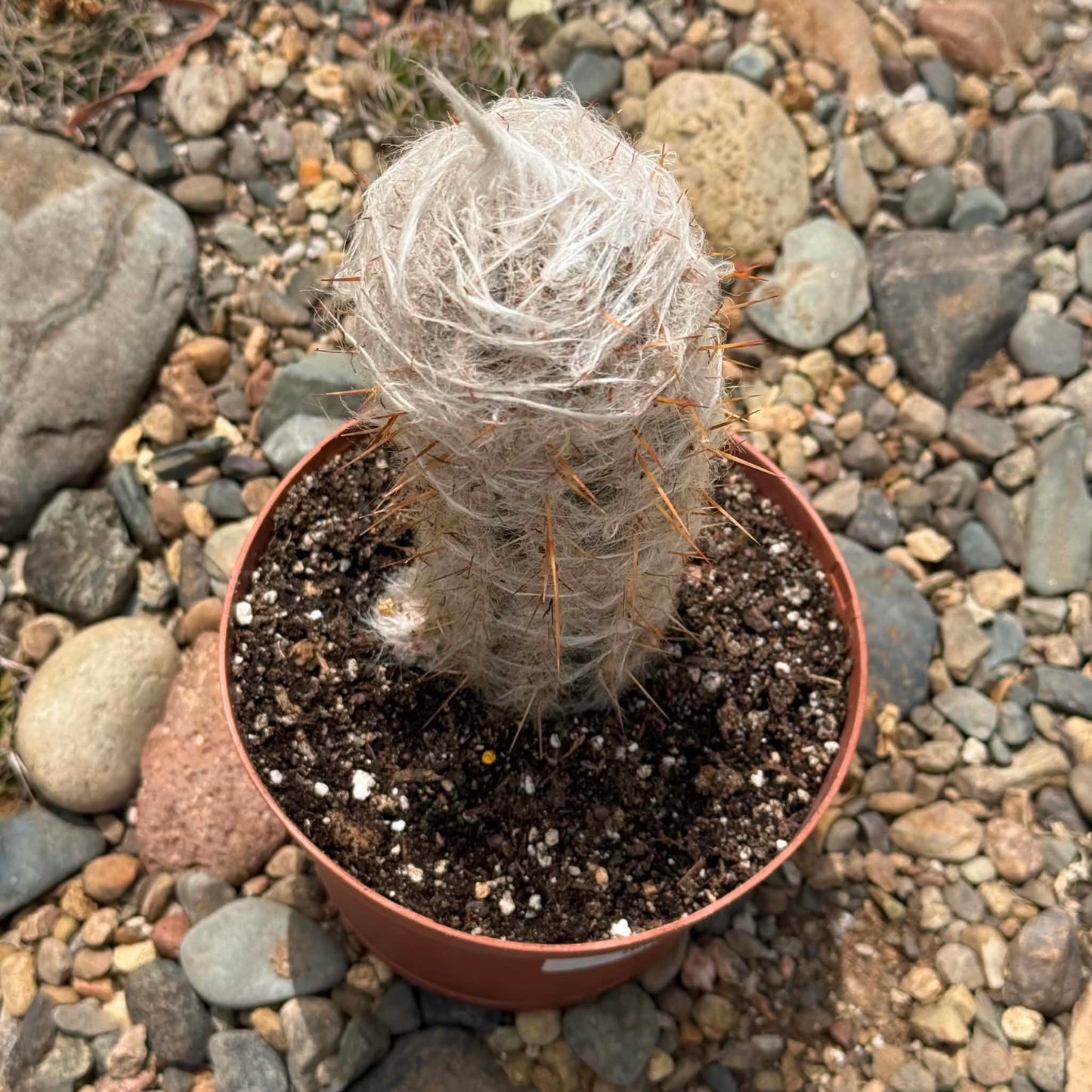 DesertScapeSucculent Cactus Oreocereus trollii 'Old Man'