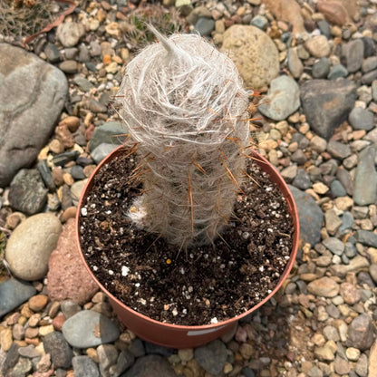 DesertScapeSucculent Cactus Oreocereus trollii 'Old Man'