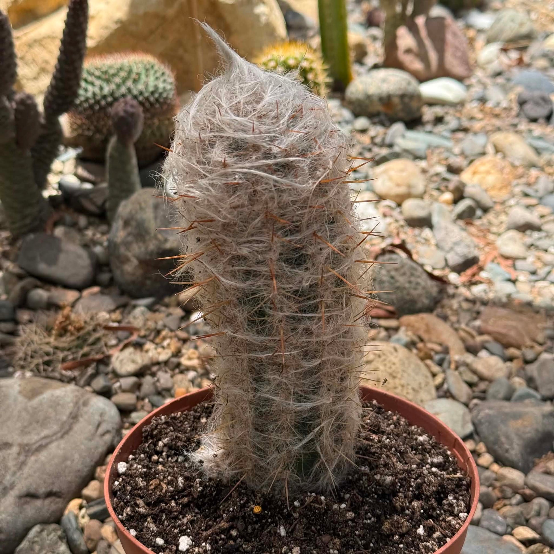 DesertScapeSucculent Cactus 6 Inch Oreocereus trollii 'Old Man'