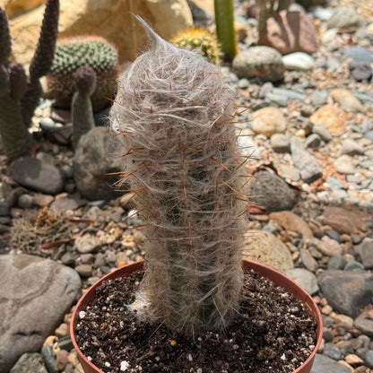 DesertScapeSucculent Cactus 6 Inch Oreocereus trollii 'Old Man'