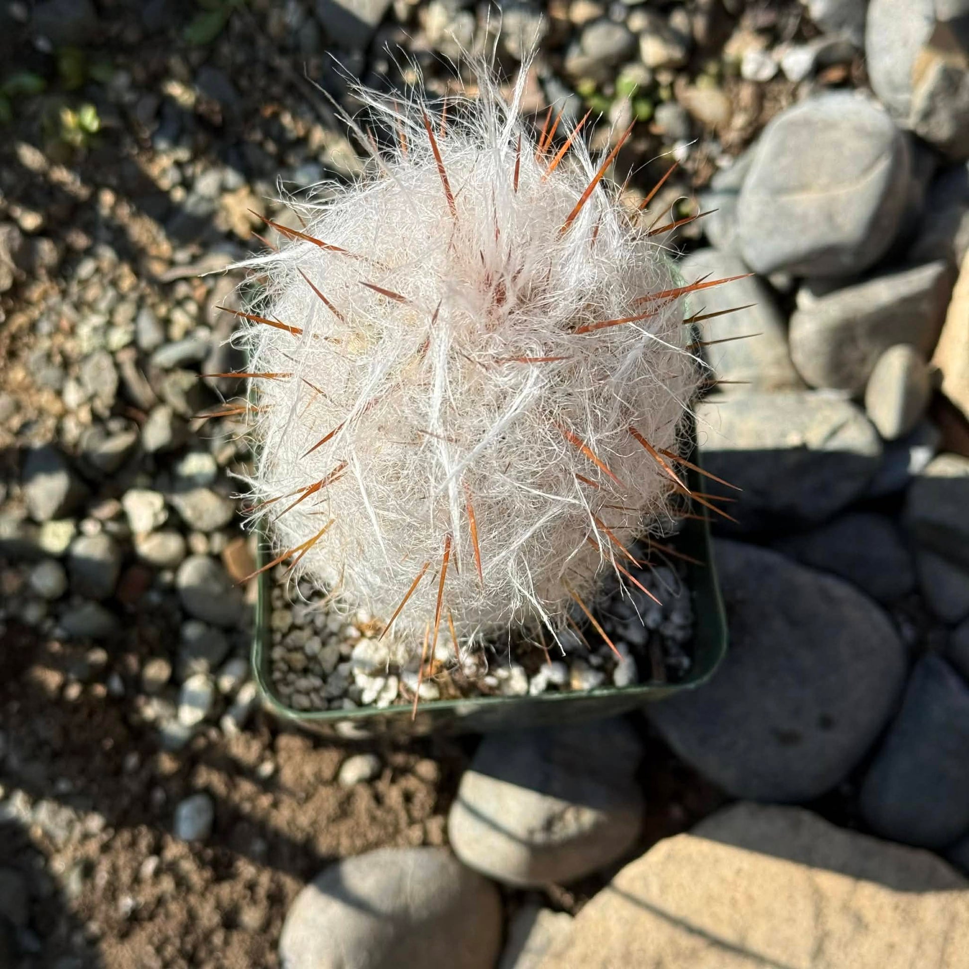 DesertScapeSucculent Cactus 4 Inch Oreocereus trollii 'Old Man of the Mountain'