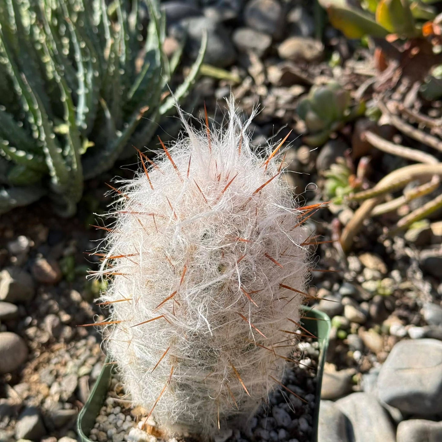 DesertScapeSucculent Cactus 4 Inch Oreocereus trollii 'Old Man of the Mountain'