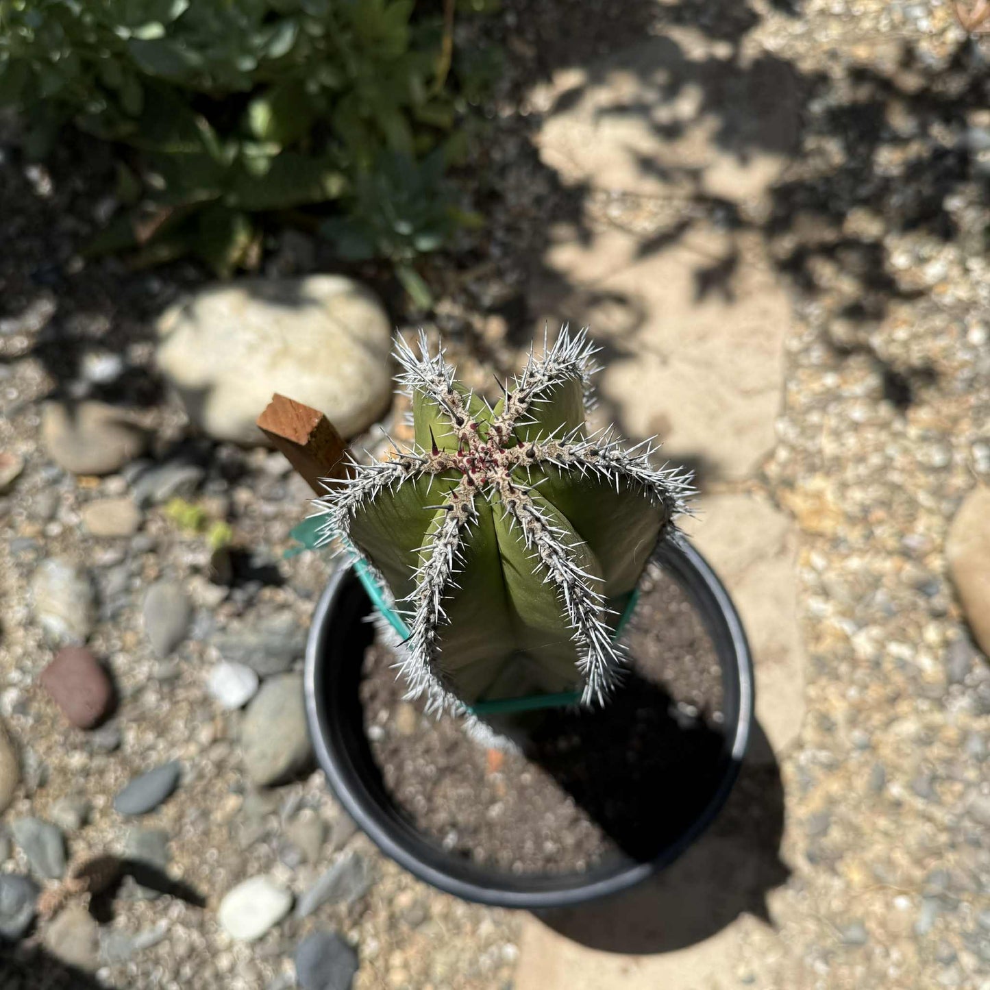 Pachycereus marginatus 'Mexican Fence Post Cactus' - 5 gal Assorted - Cactus - DesertScapeSucculent
