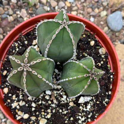 Pachycereus marginatus 'Mexican Fence Post Cactus' - 5 gal Assorted - Cactus - DesertScapeSucculent