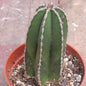 Pachycereus marginatus 'Mexican Fence Post Cactus' - 4 Inch Assorted - Cactus - DesertScapeSucculent