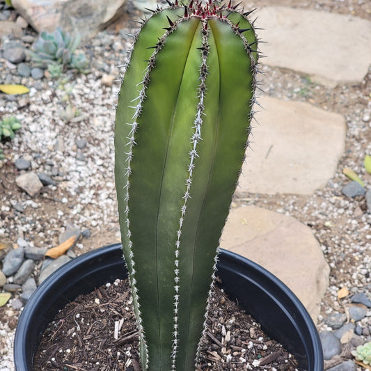 Pachycereus marginatus 'Mexican Fence Post Cactus'