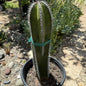 Pachycereus marginatus 'Mexican Fence Post Cactus' - 5 gal Assorted - Cactus - DesertScapeSucculent