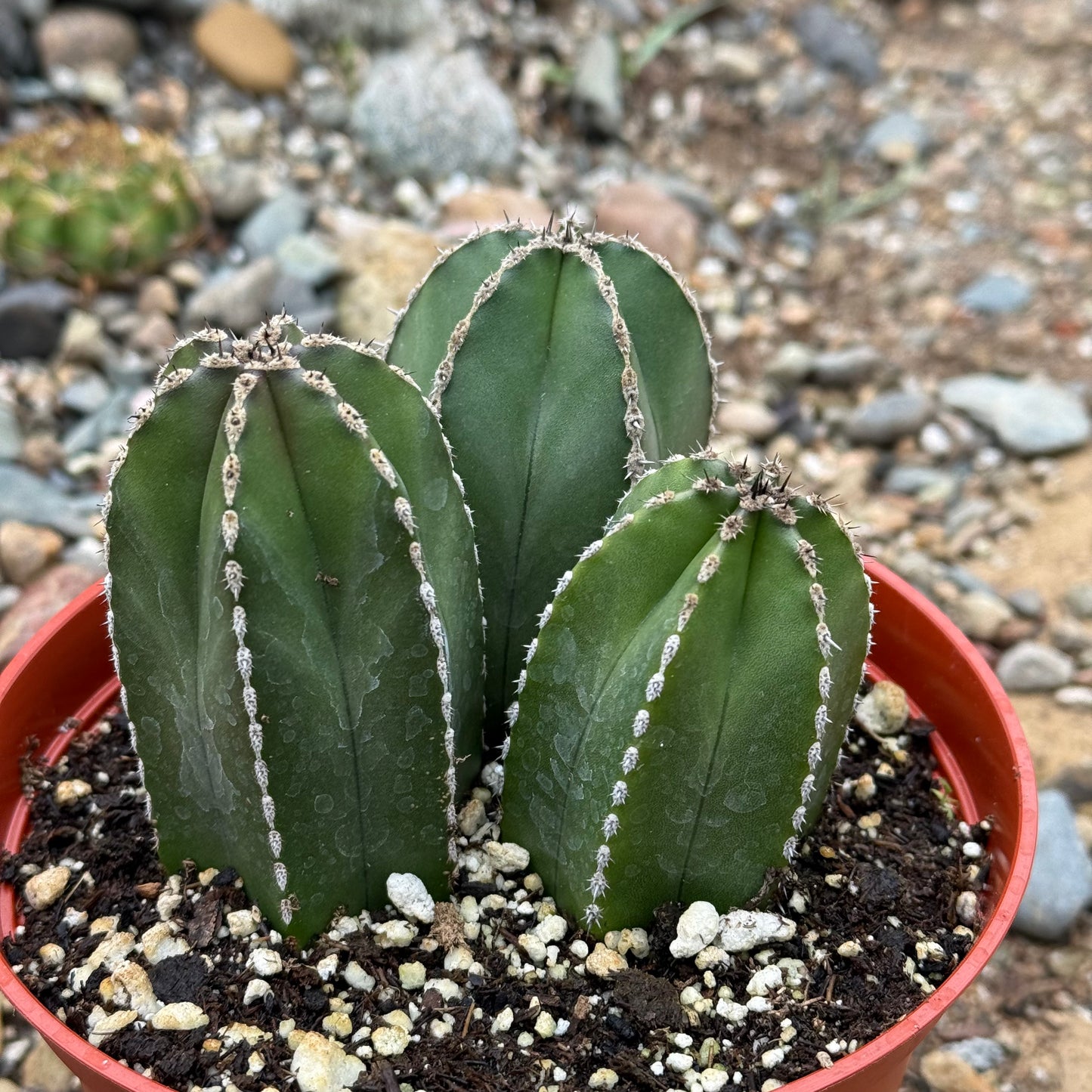 Pachycereus marginatus 'Mexican Fence Post Cactus' - 6 Inch Assorted - Cactus - DesertScapeSucculent