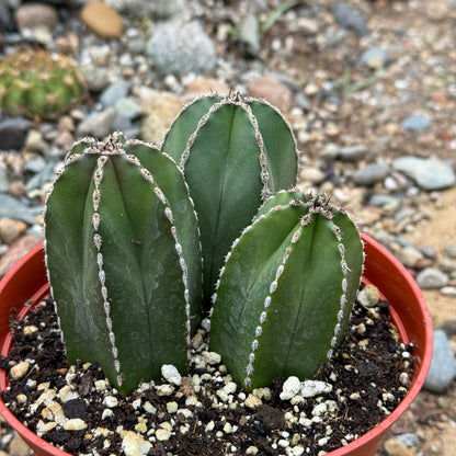 Pachycereus marginatus 'Mexican Fence Post Cactus' - 6 Inch Assorted - Cactus - DesertScapeSucculent