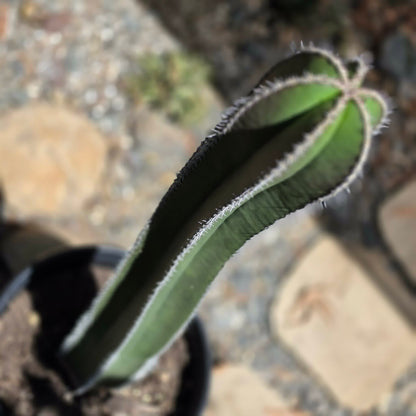 DesertScapeSucculent Cactus 5 Gallon Pachycereus marginatus 'Mexican Fence Post Cactus' Large