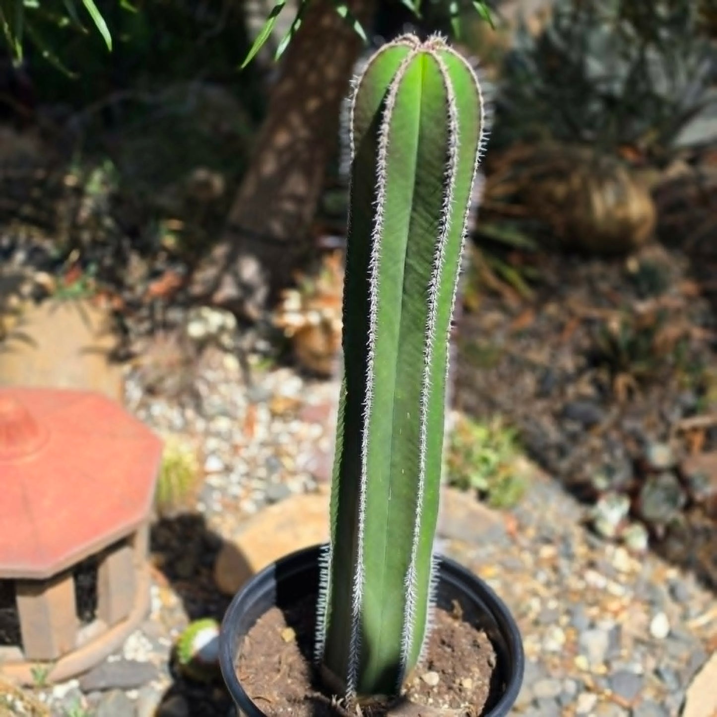 DesertScapeSucculent Cactus 5 Gallon Pachycereus marginatus 'Mexican Fence Post Cactus' Large