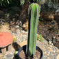 DesertScapeSucculent Cactus 5 Gallon Pachycereus marginatus 'Mexican Fence Post Cactus' Large