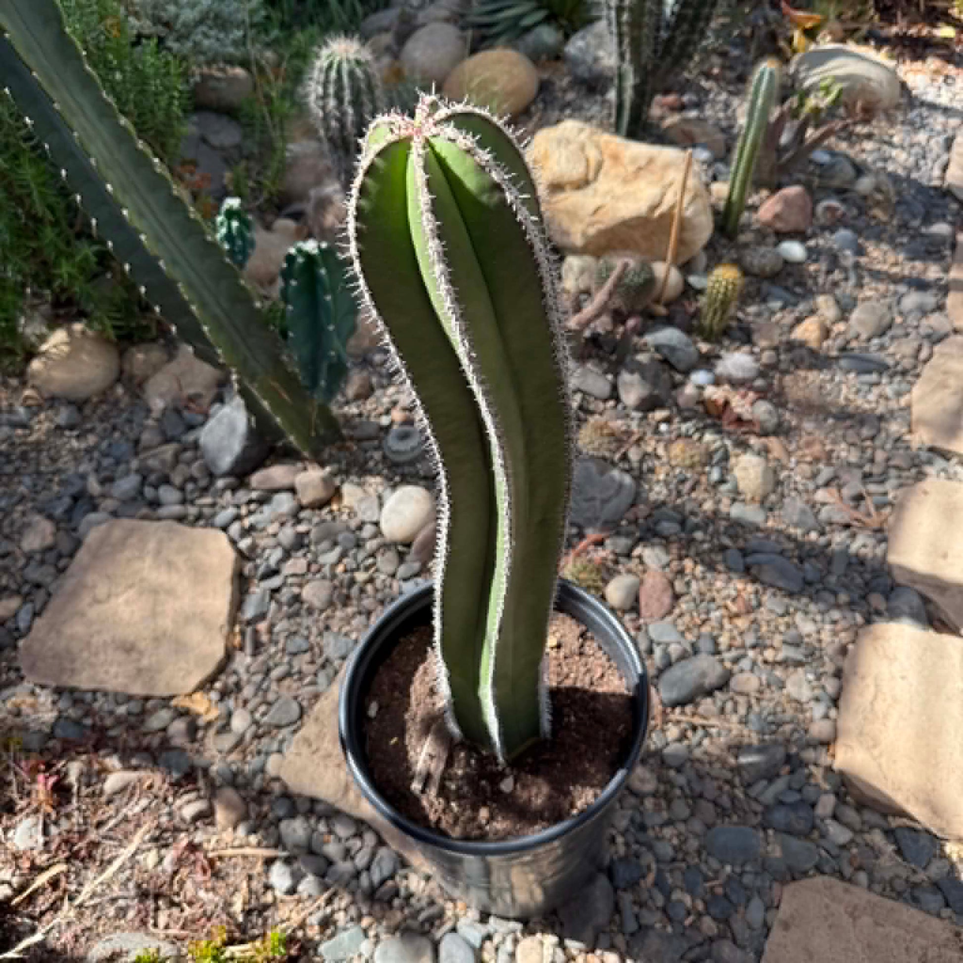 DesertScapeSucculent Cactus 5 Gallon Pachycereus marginatus 'Mexican Fence Post Cactus' Large
