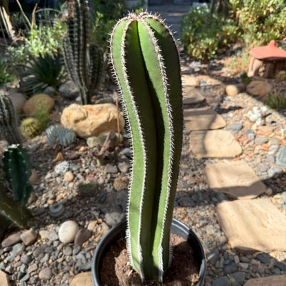 DesertScapeSucculent Cactus 5 Gallon Pachycereus marginatus 'Mexican Fence Post Cactus' Large