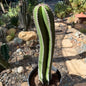 DesertScapeSucculent Cactus 5 Gallon Pachycereus marginatus 'Mexican Fence Post Cactus' Large