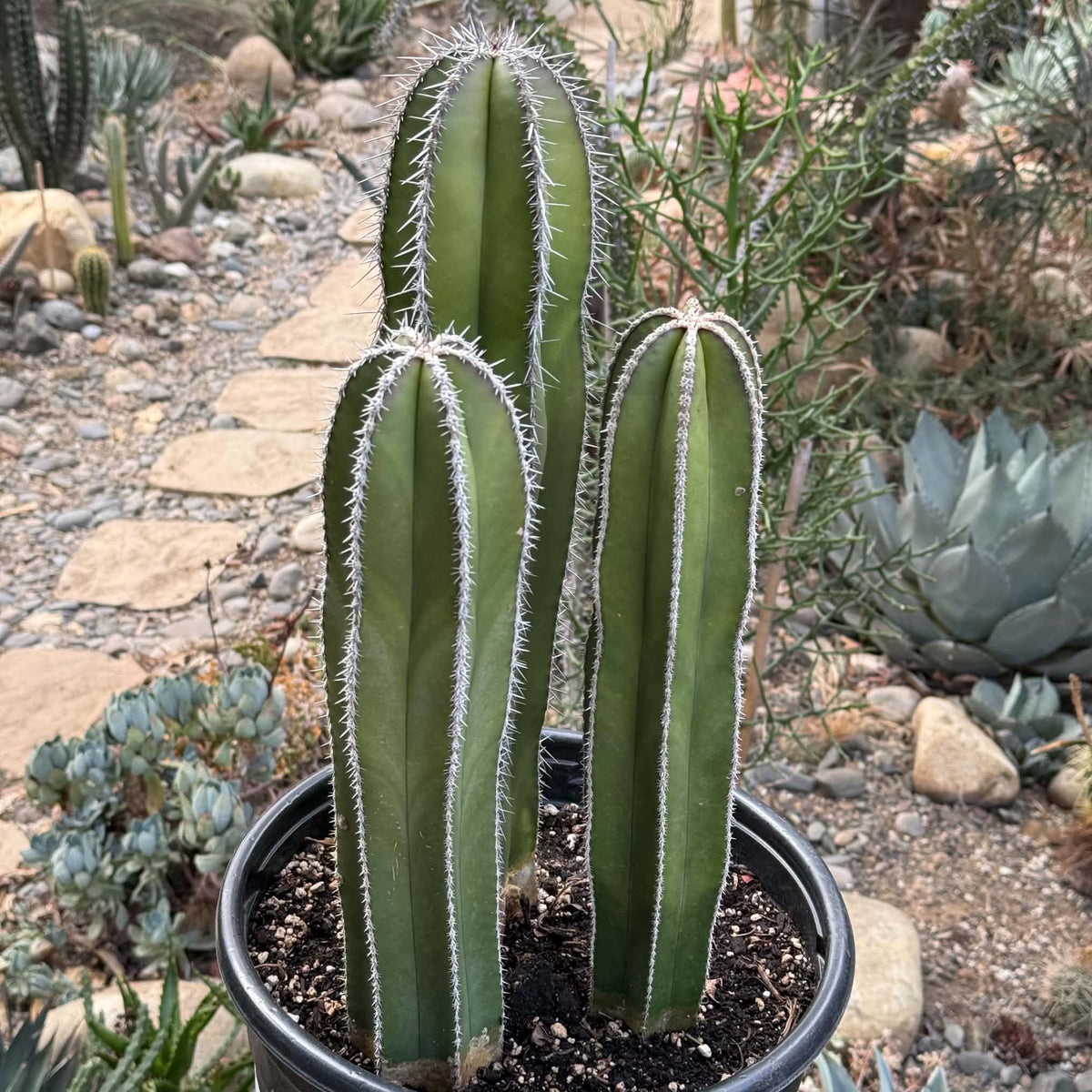 DesertScapeSucculent Cactus 5 Gallon Pachycereus marginatus 'Mexican Fence Post Cactus' Large