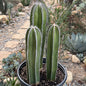 DesertScapeSucculent Cactus 5 Gallon Pachycereus marginatus 'Mexican Fence Post Cactus' Large