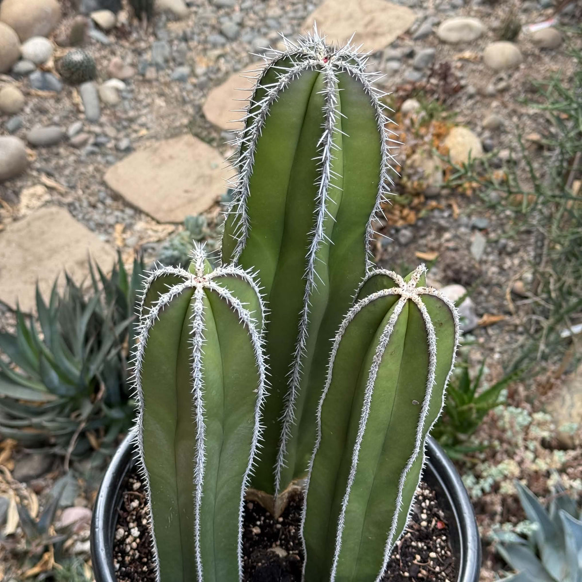 DesertScapeSucculent Cactus 5 Gallon Pachycereus marginatus 'Mexican Fence Post Cactus' Large