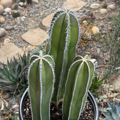 DesertScapeSucculent Cactus 5 Gallon Pachycereus marginatus 'Mexican Fence Post Cactus' Large