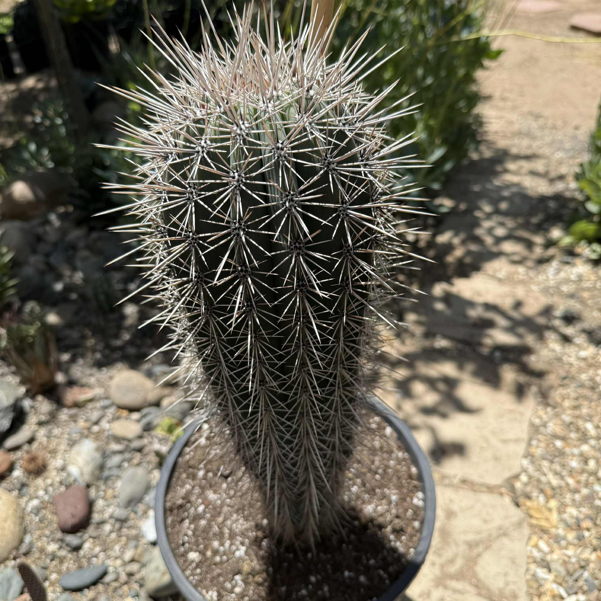 Pachycereus Pringlei 'Mexican Cardon' 'False Saguaro' - 5 gal Assorted - Cactus - DesertScapeSucculent