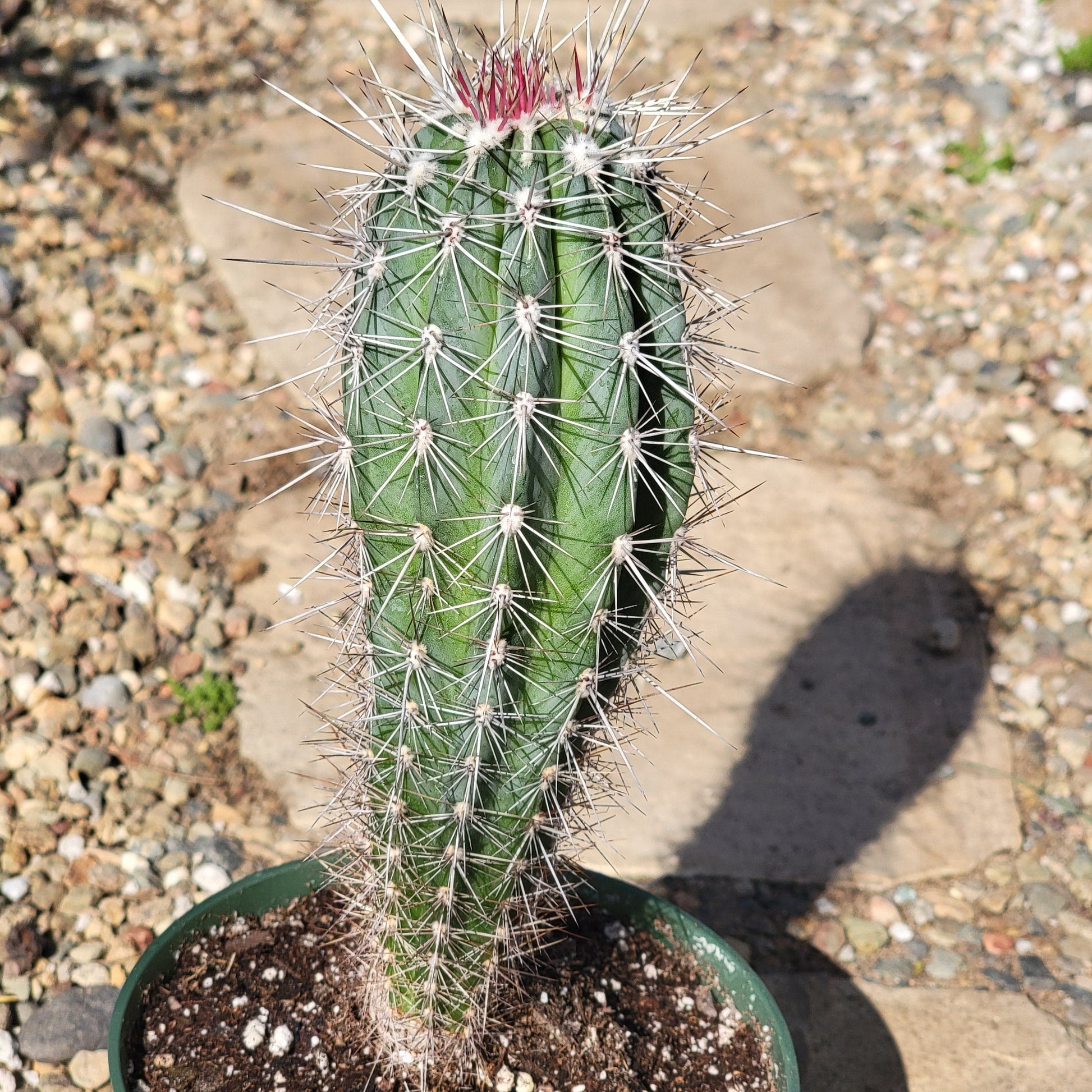 Pachycereus Pringlei 'Mexican Cardon' 'False Saguaro' - 6 Inch Assorted - Cactus - DesertScapeSucculent
