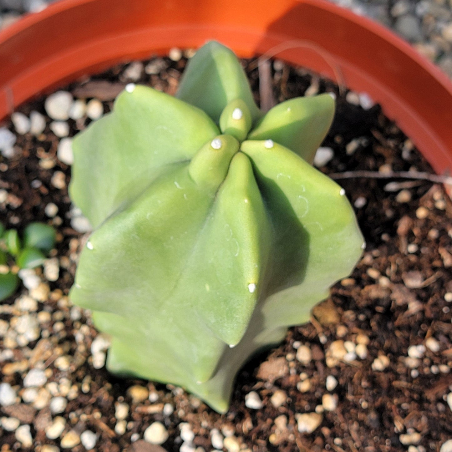 DesertScapeSucculent Cactus Pachycereus schottii monstrose 'Totem Pole'