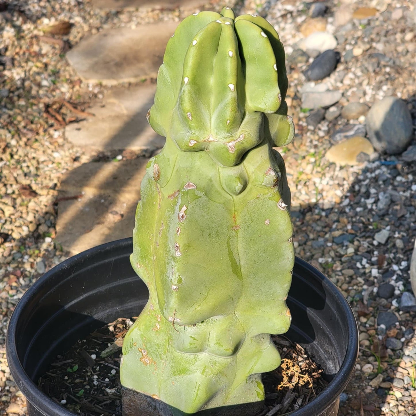 DesertScapeSucculent Cactus 3 gal Assorted Pachycereus schottii monstrose 'Totem Pole'