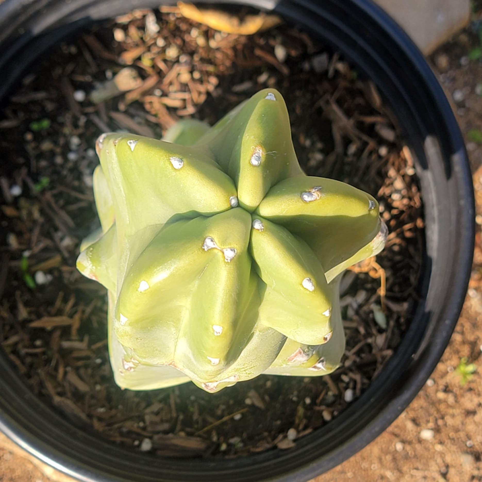 DesertScapeSucculent Cactus 3 gal Assorted Pachycereus schottii monstrose 'Totem Pole'