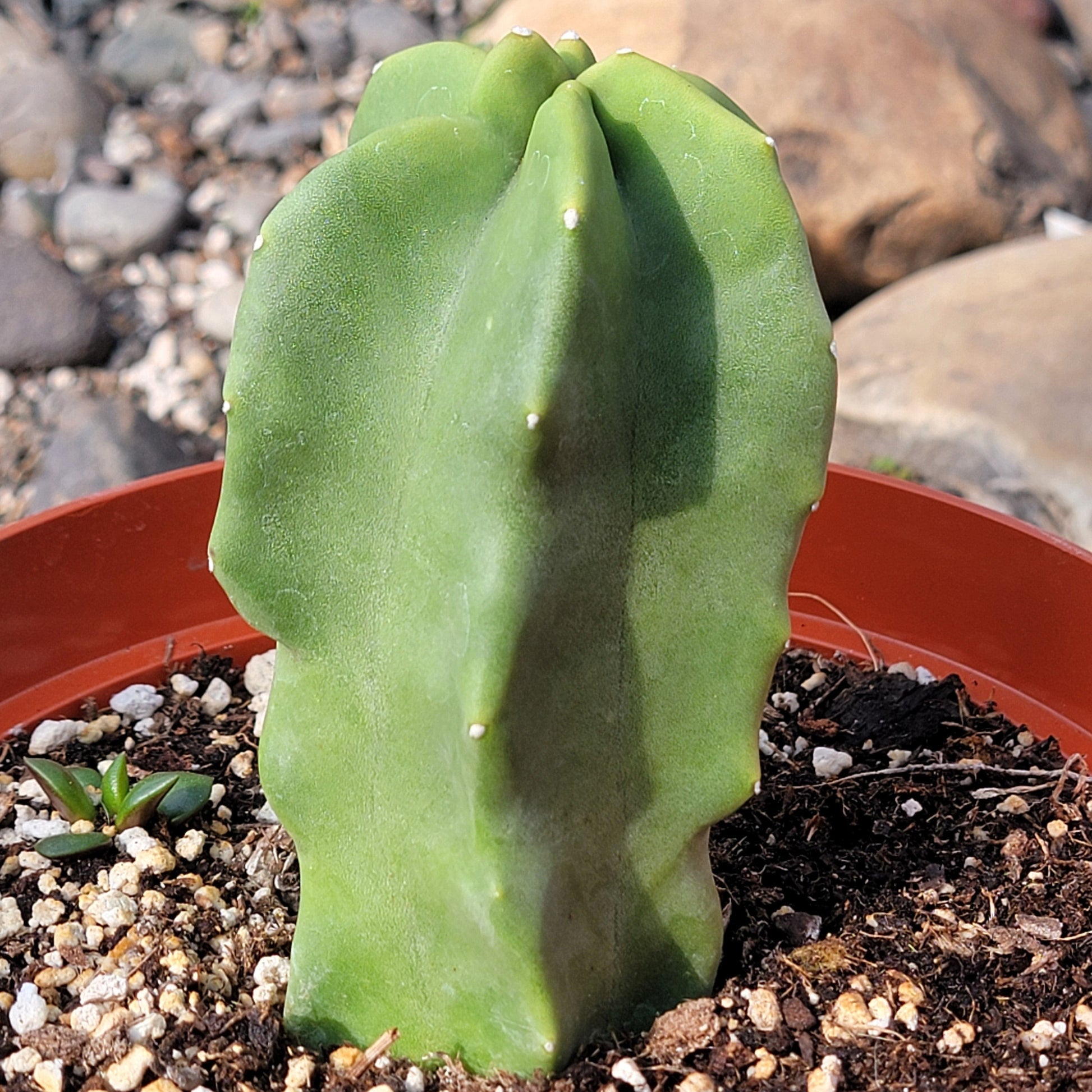 DesertScapeSucculent Cactus 8" Assorted Pachycereus schottii monstrose 'Totem Pole'