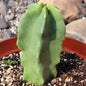Pachycereus schottii monstrose 'Totem Pole' - 8 Inch Assorted - Cactus - DesertScapeSucculent