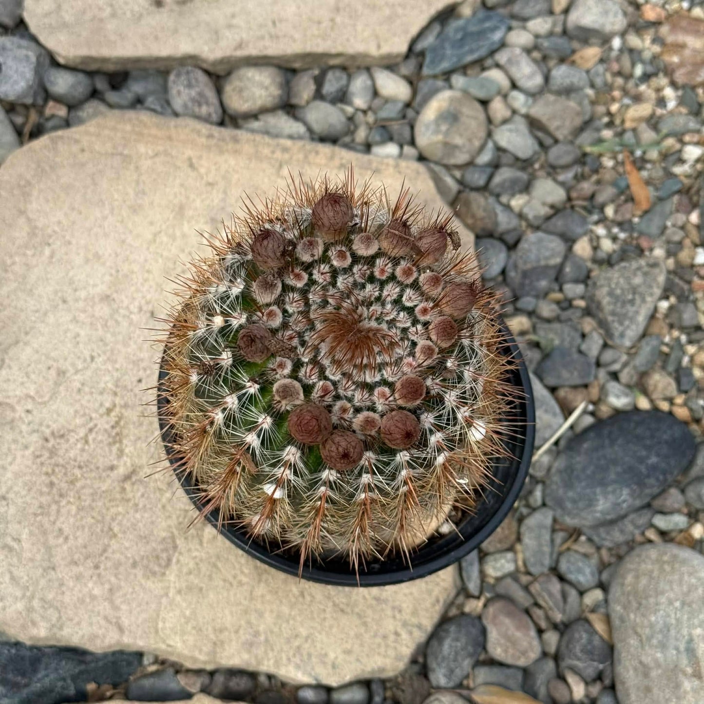 DesertScapeSucculent Cactus Parodia erubescens