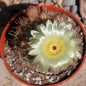 Parodia erubescens - 4 Inch Assorted - Cactus - DesertScapeSucculent