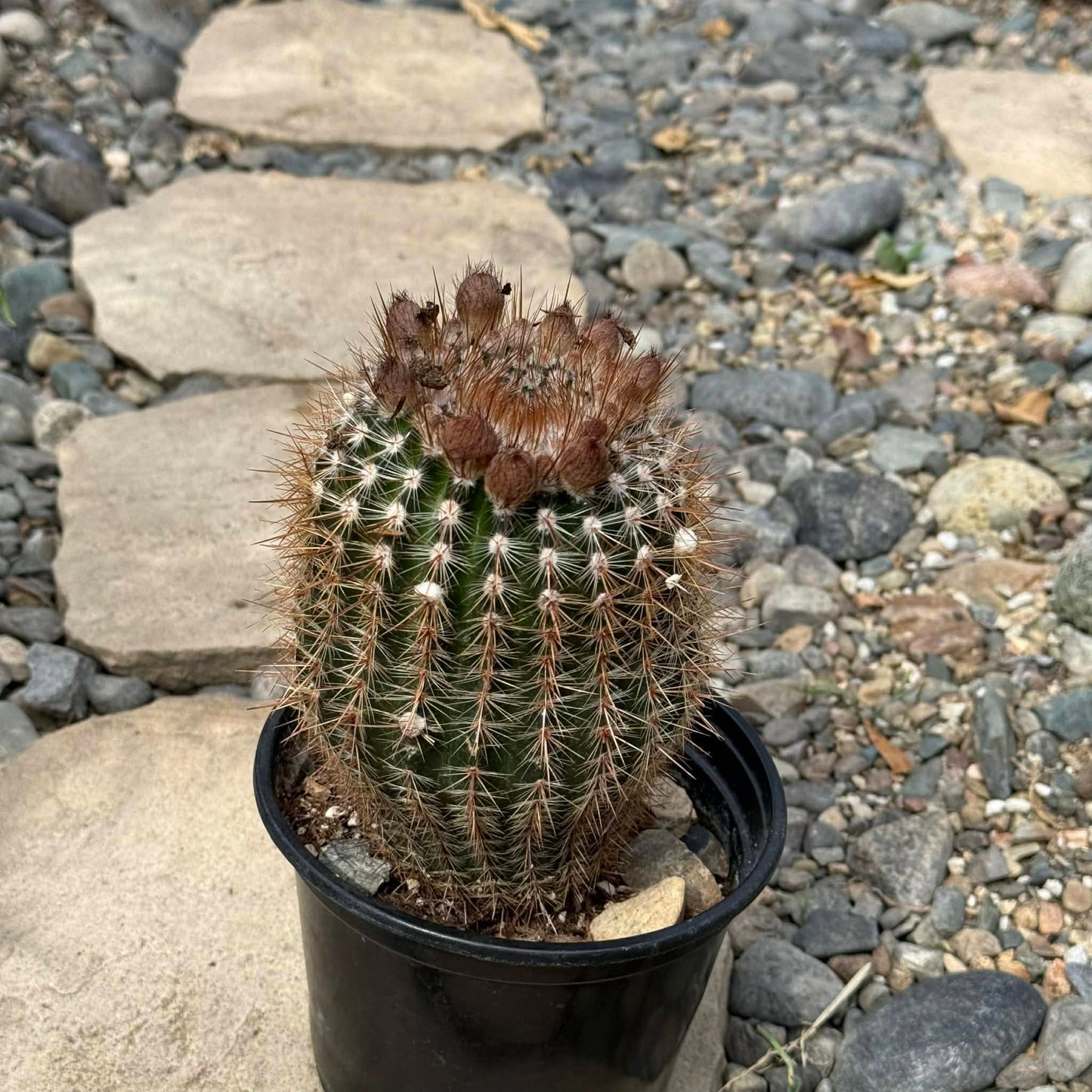 DesertScapeSucculent Cactus 6 Inch Parodia erubescens