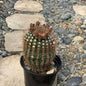 DesertScapeSucculent Cactus 6 Inch Parodia erubescens