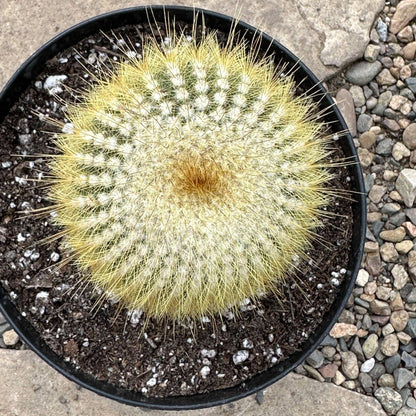 DesertScapeSucculent Cactus 6" Assorted Parodia leninghausii 'Lemon Ball'