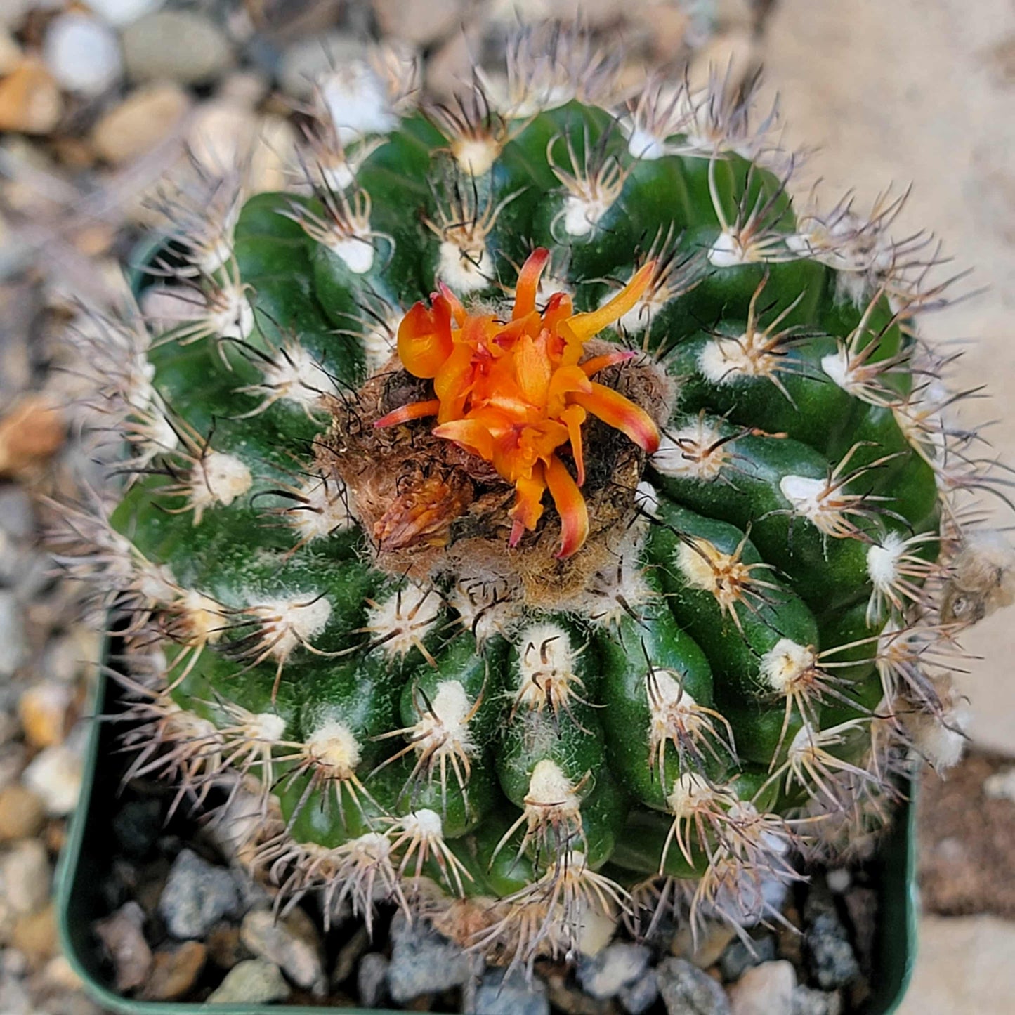 Parodia mairanana - 4 Inch - Cactus - DesertScapeSucculent