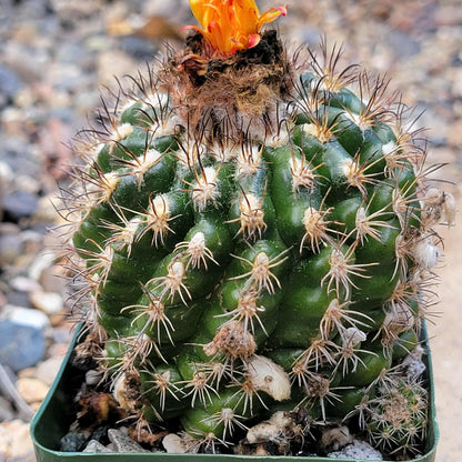 Parodia mairanana - 4 Inch - Cactus - DesertScapeSucculent