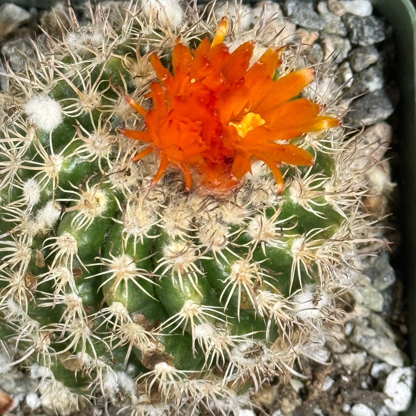 DesertScapeSucculent Cactus 4 Inch Parodia mairanana