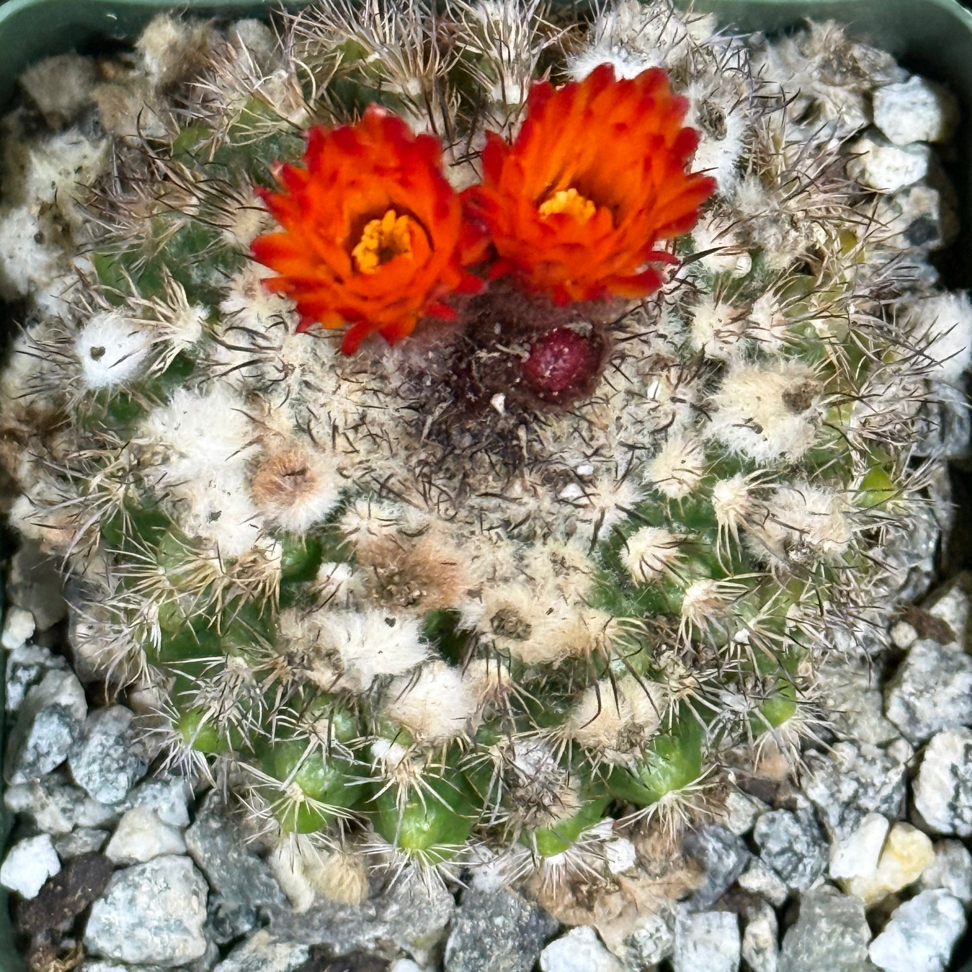 DesertScapeSucculent Cactus 4 Inch Parodia mairanana